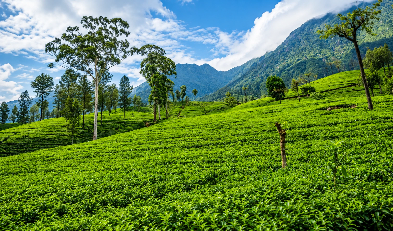 Pedro Tea Estate, Nuwara Eliya